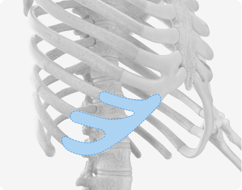 Functional Rhinoplasty