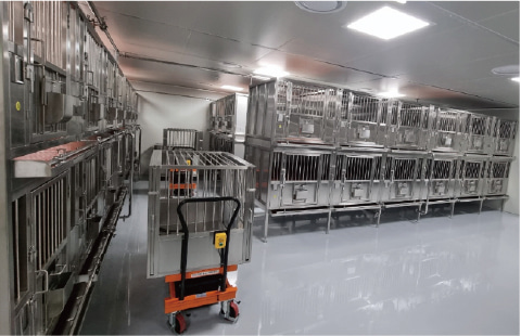 Beagle Dog Housing Room