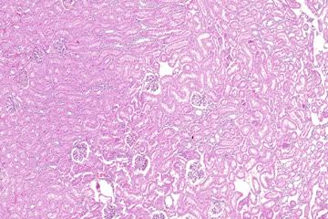 Kidney(rabbit)