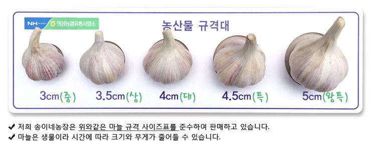 유기농 통마늘 실제 크기 비교