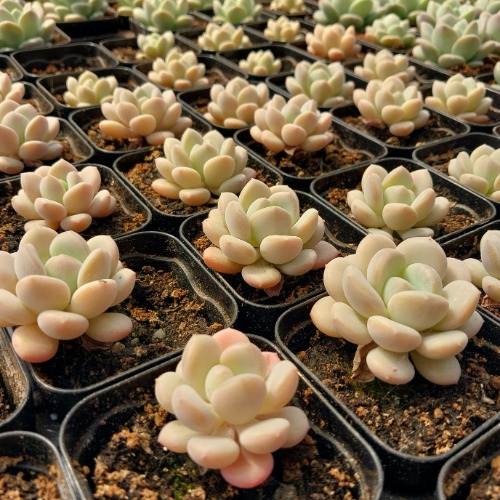 hanabira153.com ハナビラ 韓国多肉植物卸売 韓国多肉植物輸入