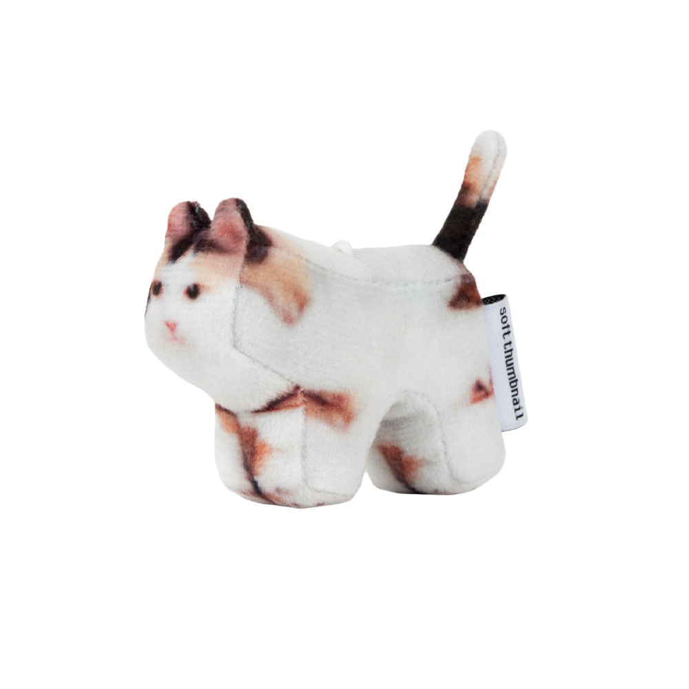 Jigoo, Domestic Shorthair - soft thumbnail