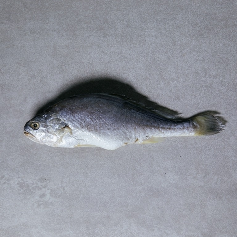 반건조 생선 부세조기