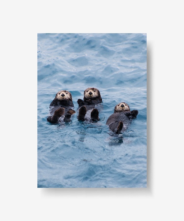 trio sea otter poster