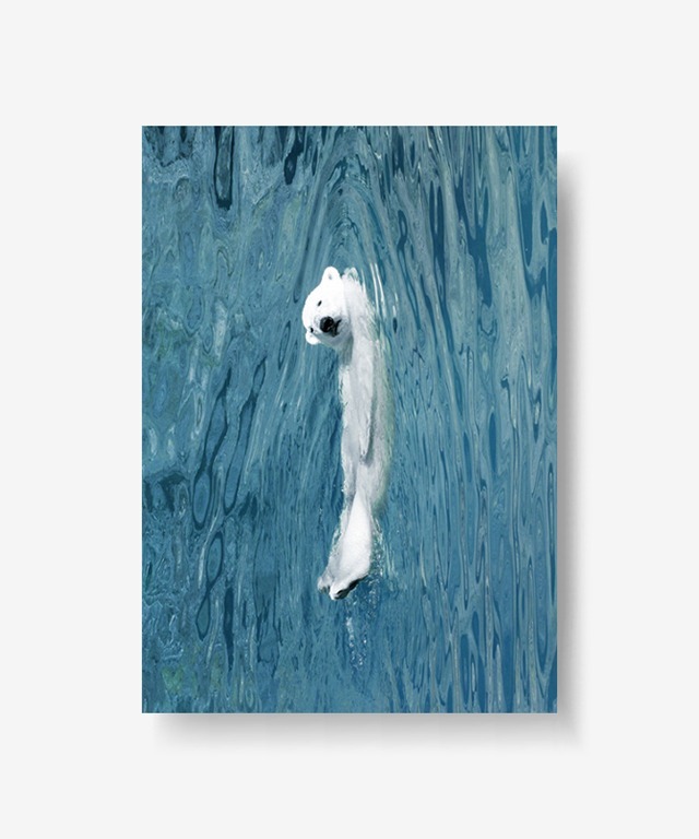 swimming bear poster