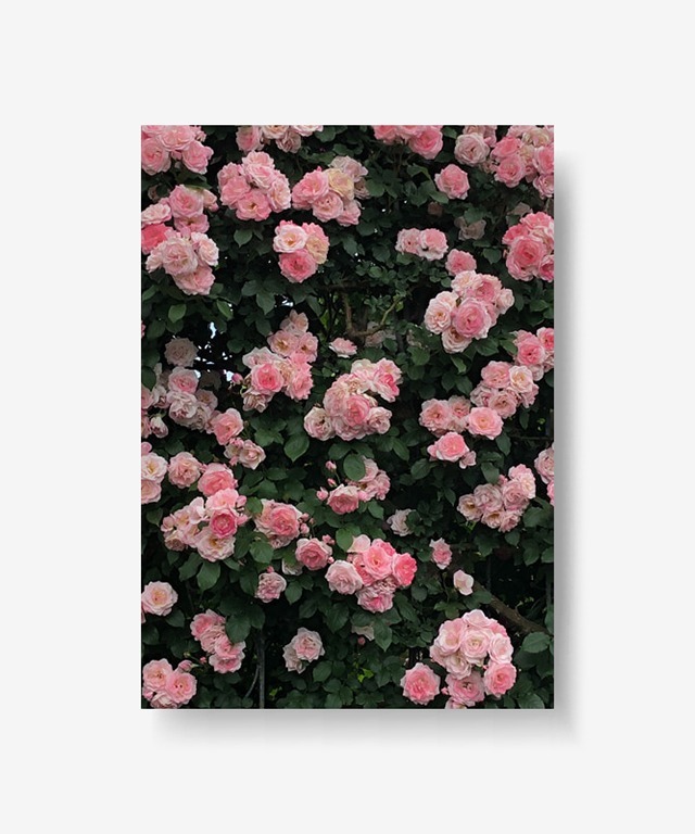 pink rose garden poster