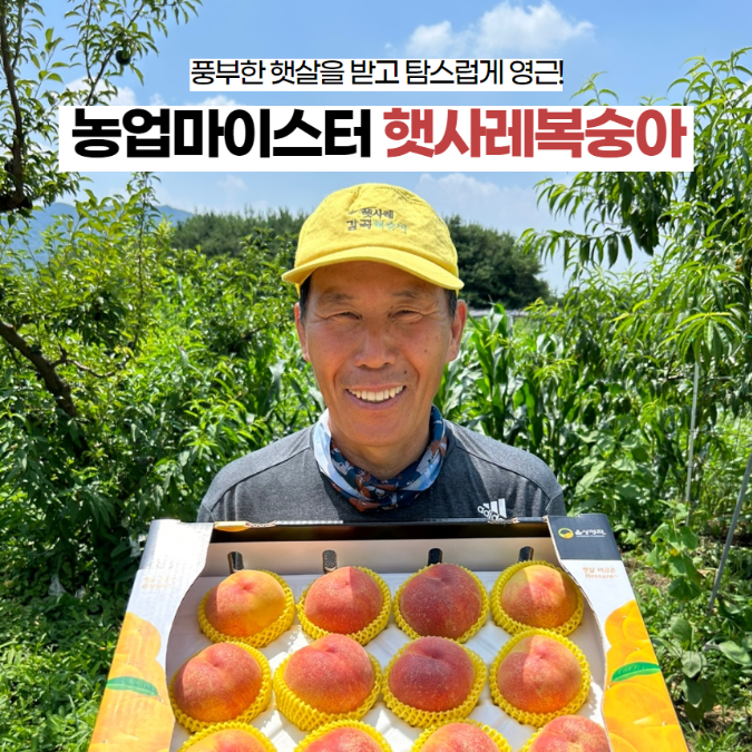 농업마이스터 안흥기님의 감곡 햇사레복숭아 백도 황도 4kg 프리미엄 12-13과