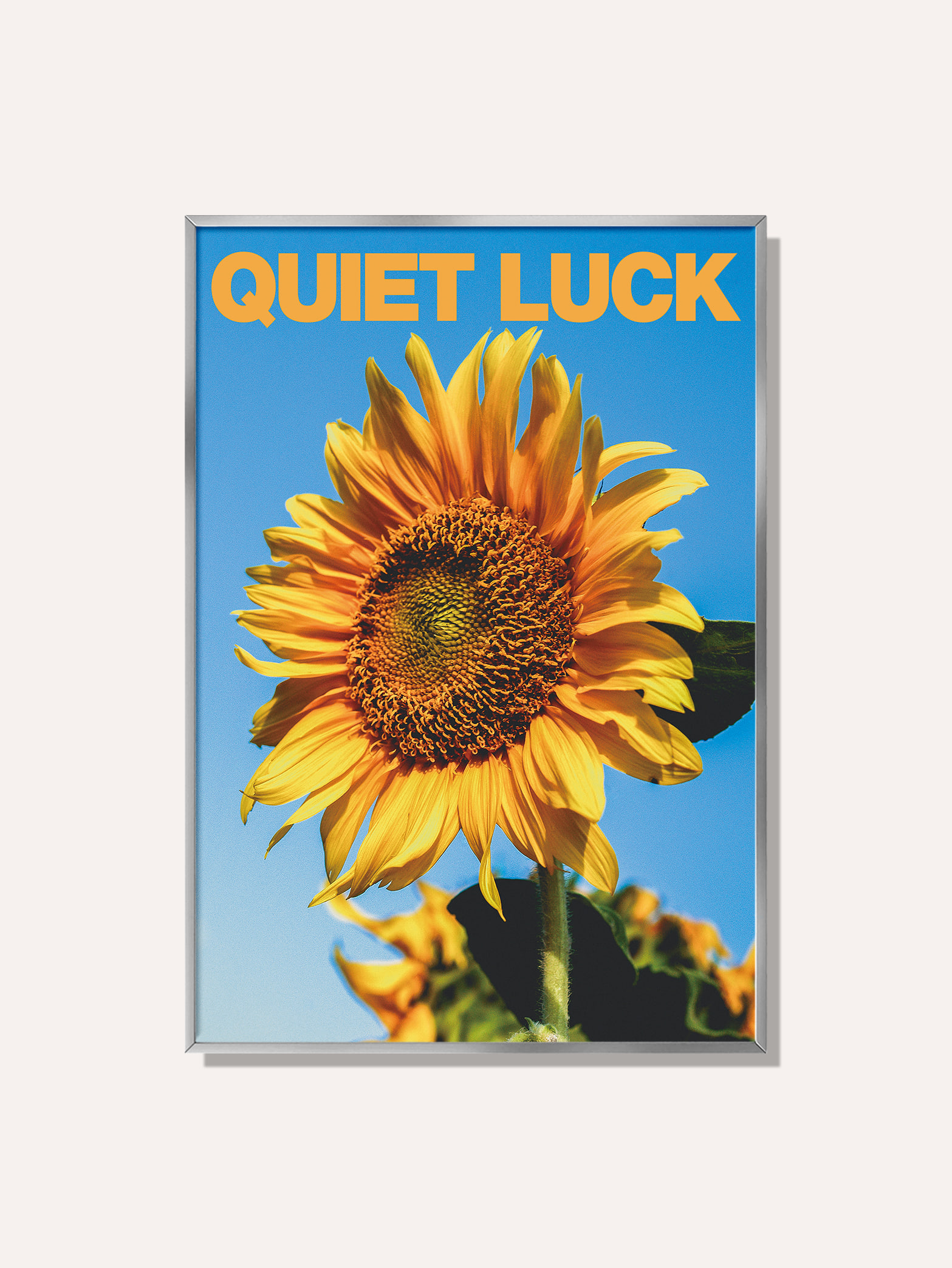 QUIET LUCK 해바라기