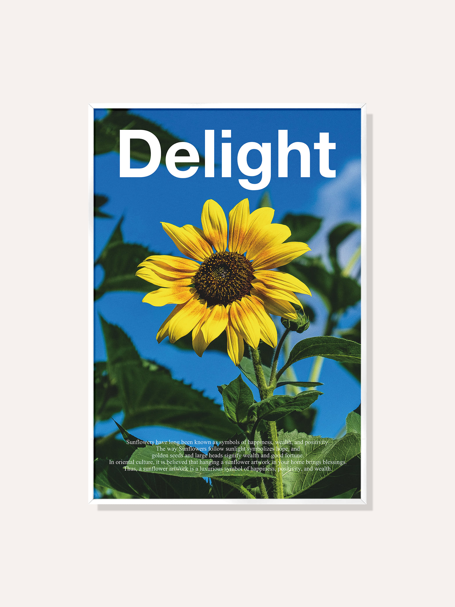 딜라이트 해바라기