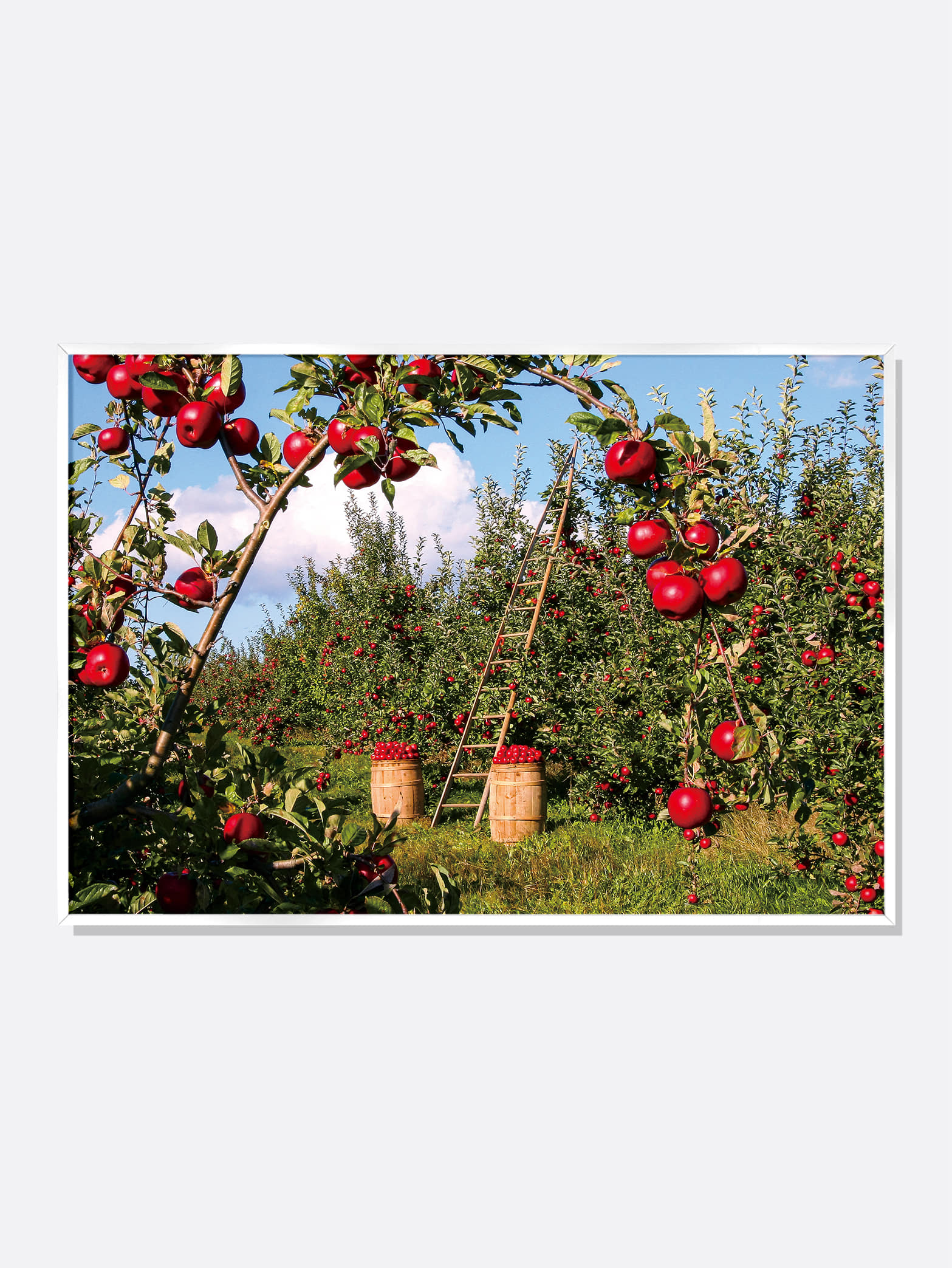 풍요로운 사과 과수원 가로형