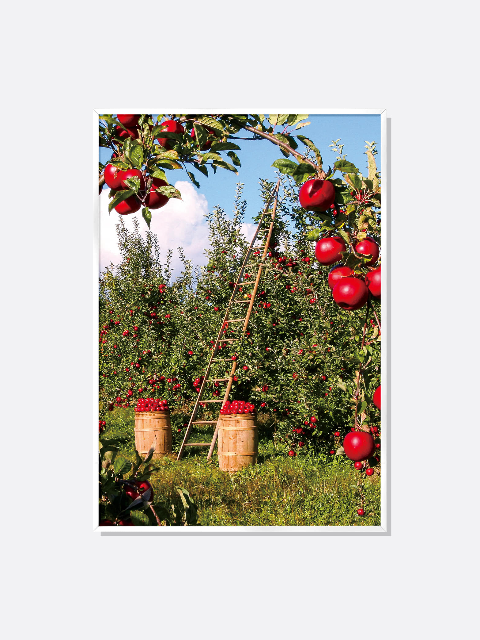 풍요로운 사과 과수원