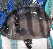 자연산 돌돔회(줄돔)1kg~2kg(실중량500g~1kg내외)