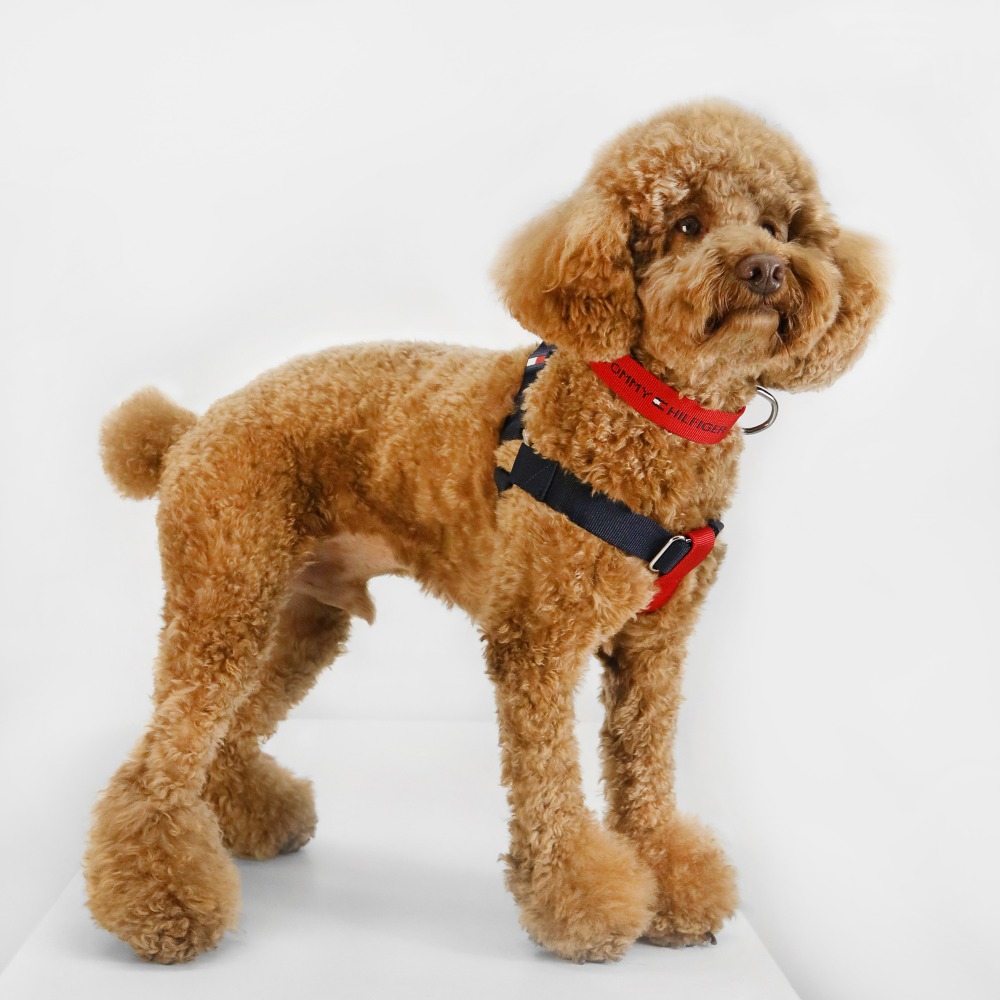 Dog Color-Blocked Harness