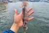 [포항창고] 국내산 한입오징어 500g