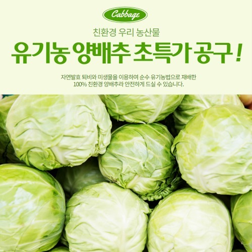 [단4일한정특가공구] 제주 유기농 양배추/ 2kg(4~5개)