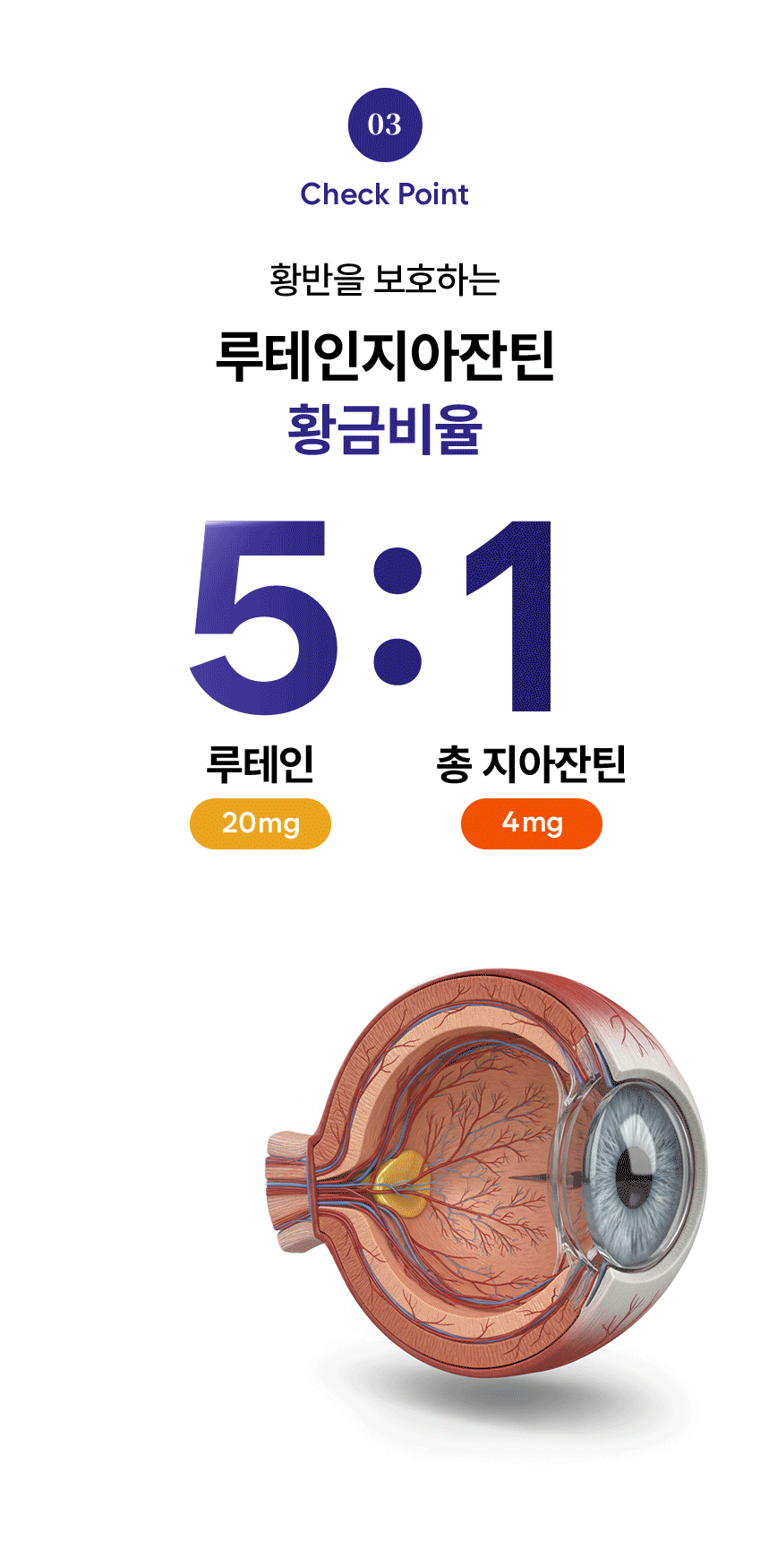 03 Check Point. 황반을 보호하는 루테인지아잔틴 황금비율 5:1. 루테인 20mg, 총 지아잔틴 4mg. 루테인 황반의 주변부, 지아잔틴 황반의 중심부.