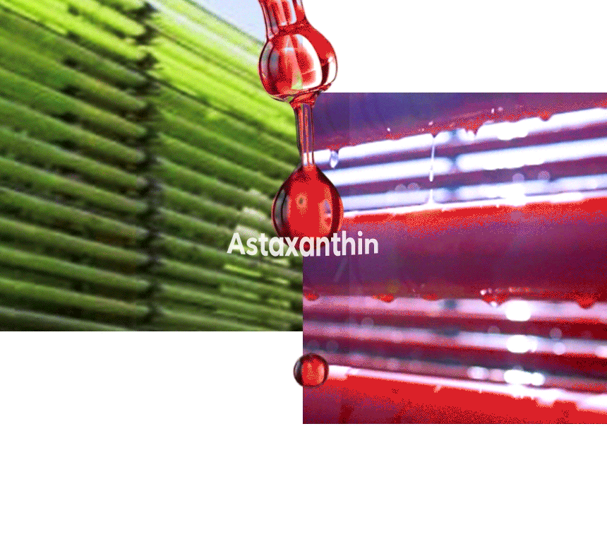 Astaxanthin. 헤마토코쿠스 유리관 배양 사진 — GREEN 단계와 RED 단계.