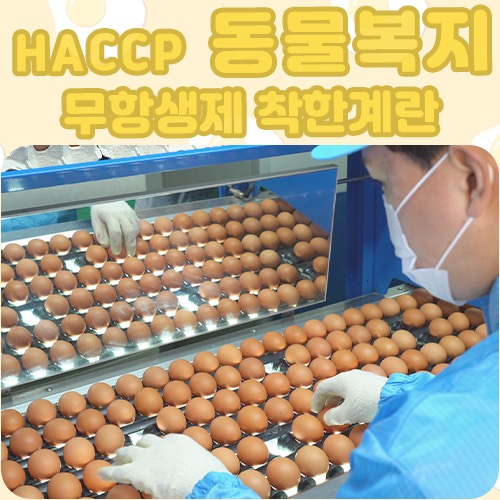 착한 계란_일반란 / 유정란 (HACCP 동물복지 무항생제인증) 무료배송 BU