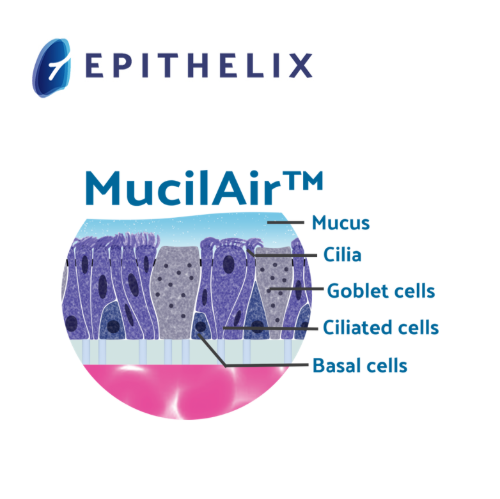 [Epithelix]MucillAir™ (MA) : In Vitro 3D Human Upper Airway Epithelium ...