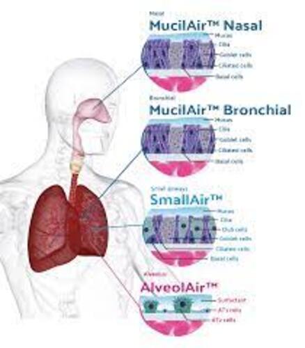 [Epithelix]SmallAir™ (SA) : In Vitro 3D Human Small Airway Epithelium ...