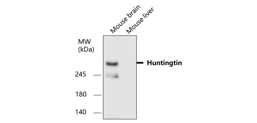 Huntingtin antibody