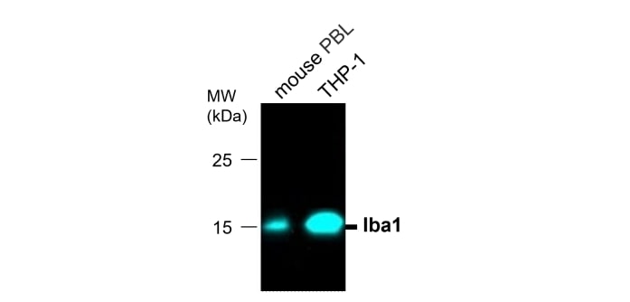 Iba1 antibody