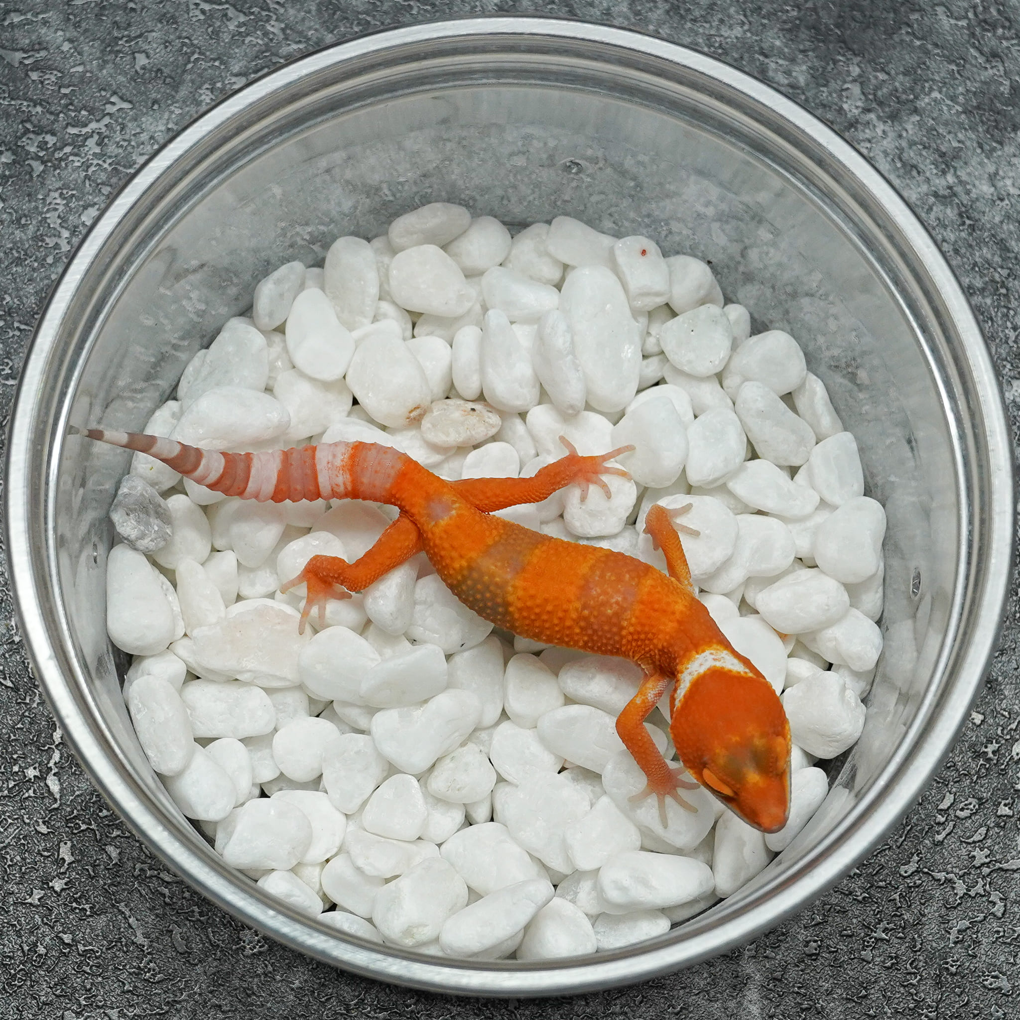 [M294] Sunglow - USSI_OSAKA