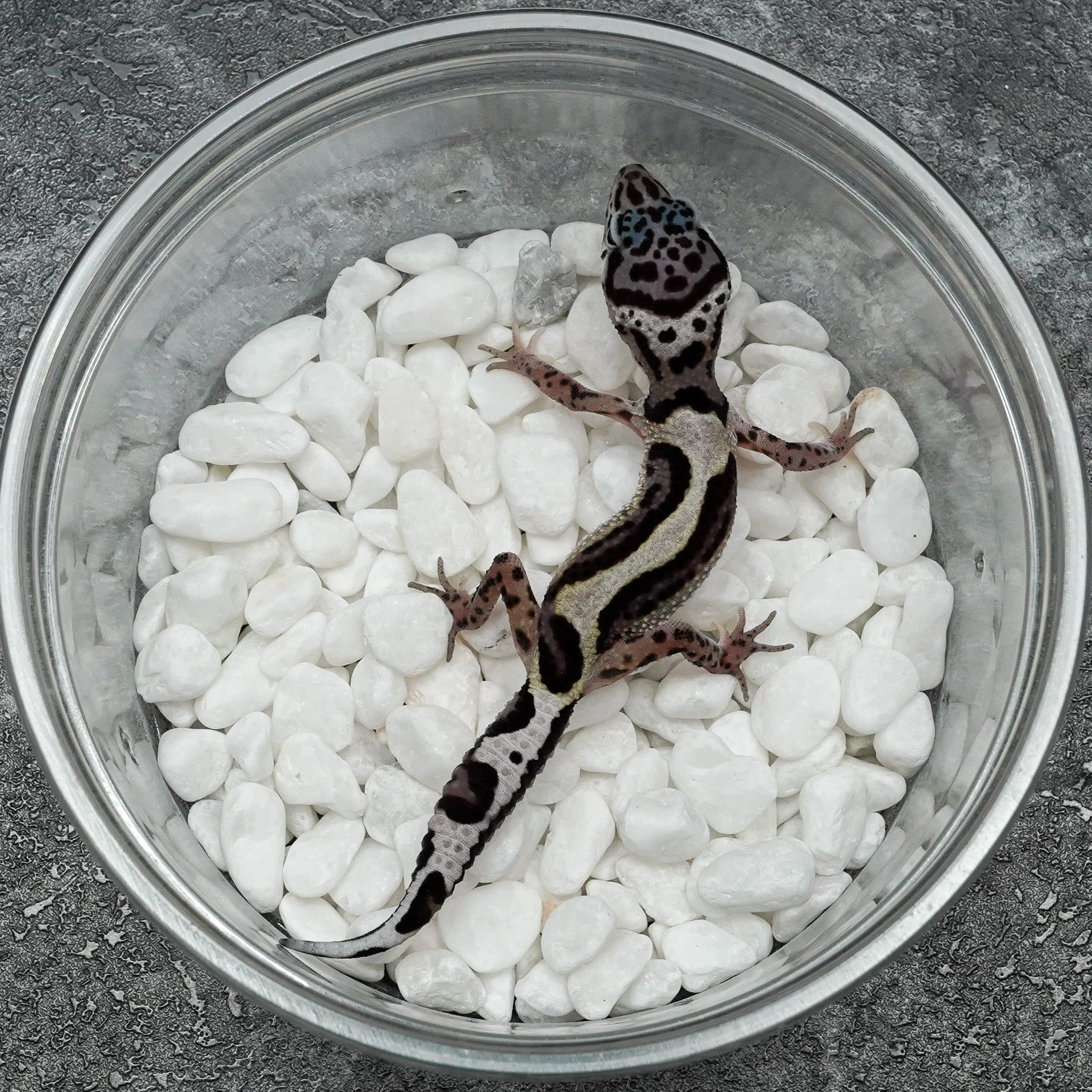 [M486] Snow Bold - USSI_OSAKA