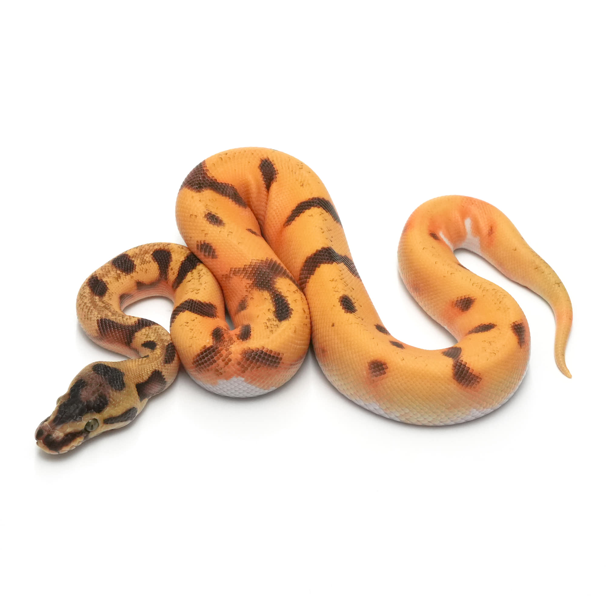 F3319] Super Enchi OD Pied | USSI_OSAKA