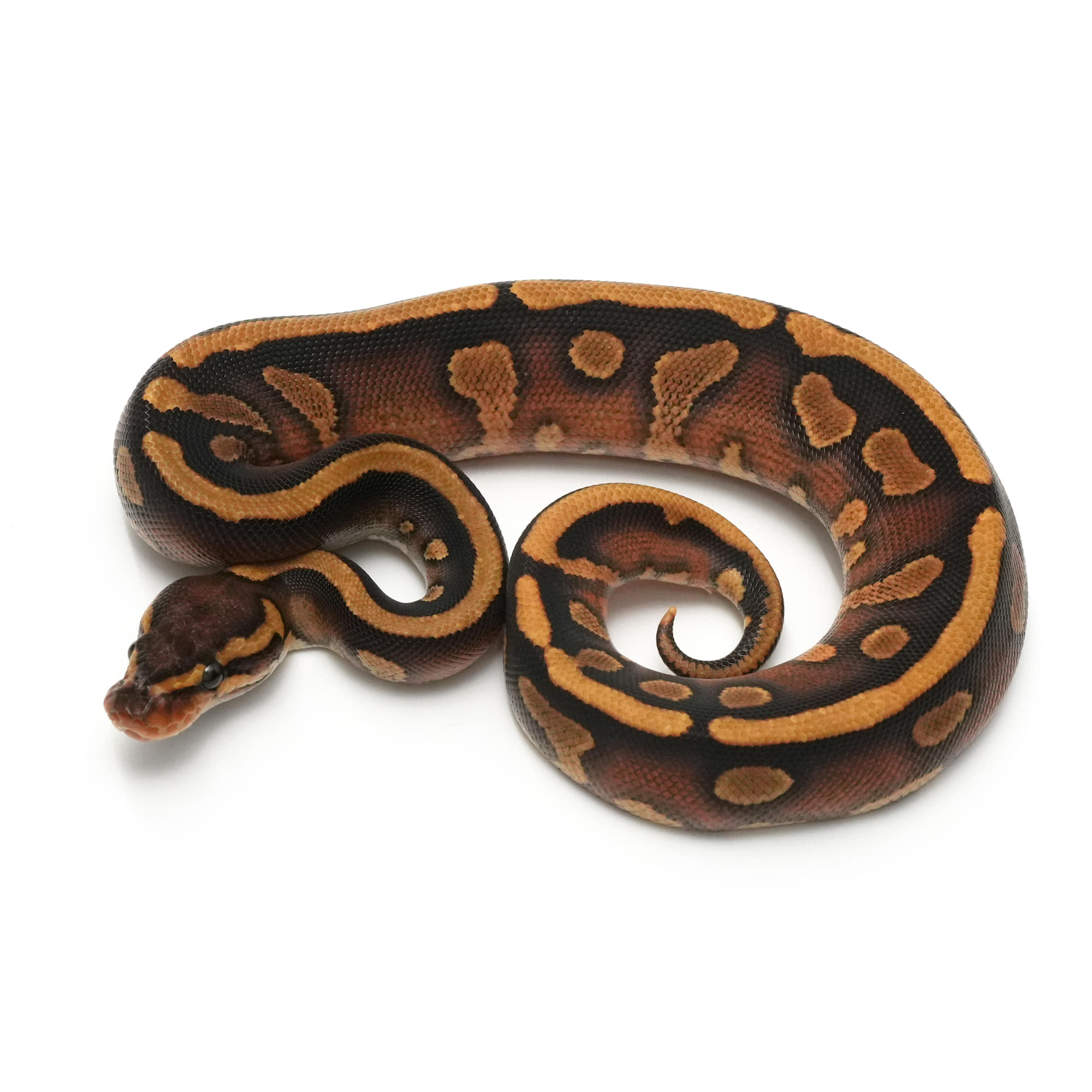 F3626] Copper Redstripe Enchi YB TH DG Clown Pied | USSI_OSAKA