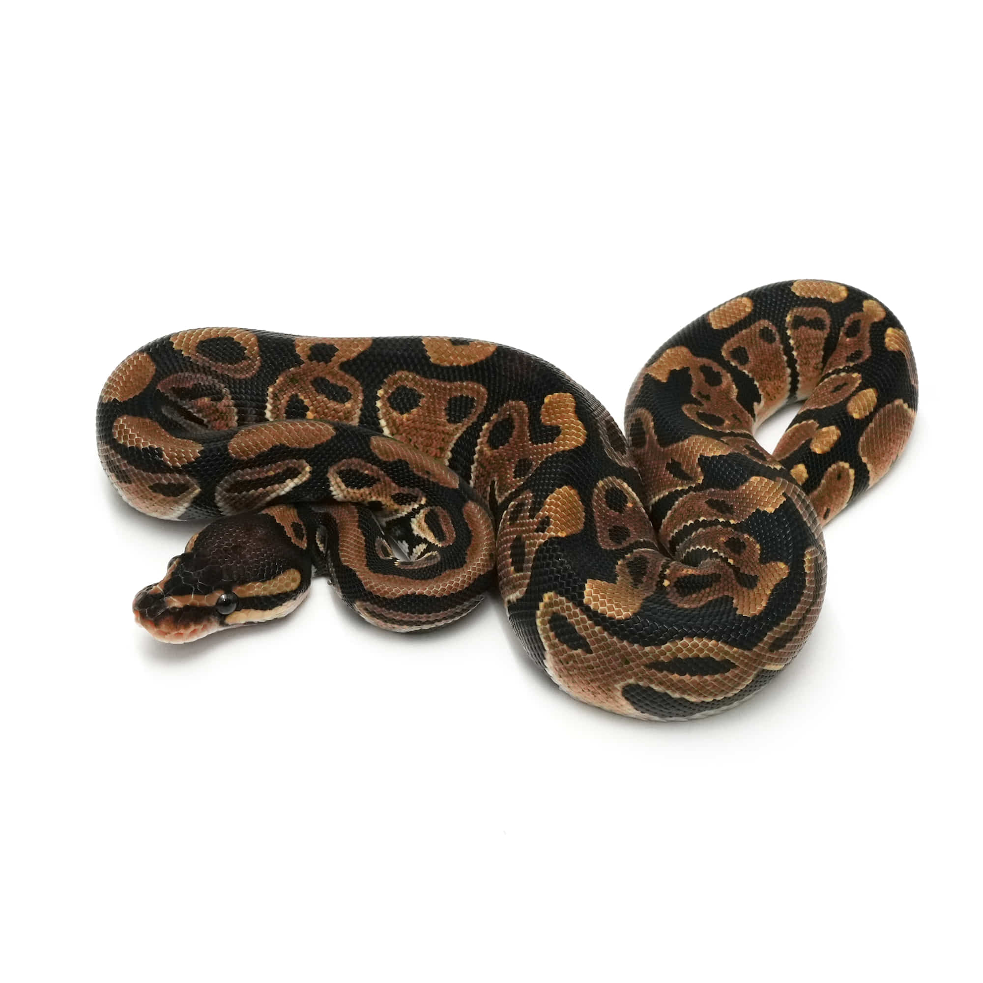 Ball.com | ボールパイソンの販売情報検索サイト