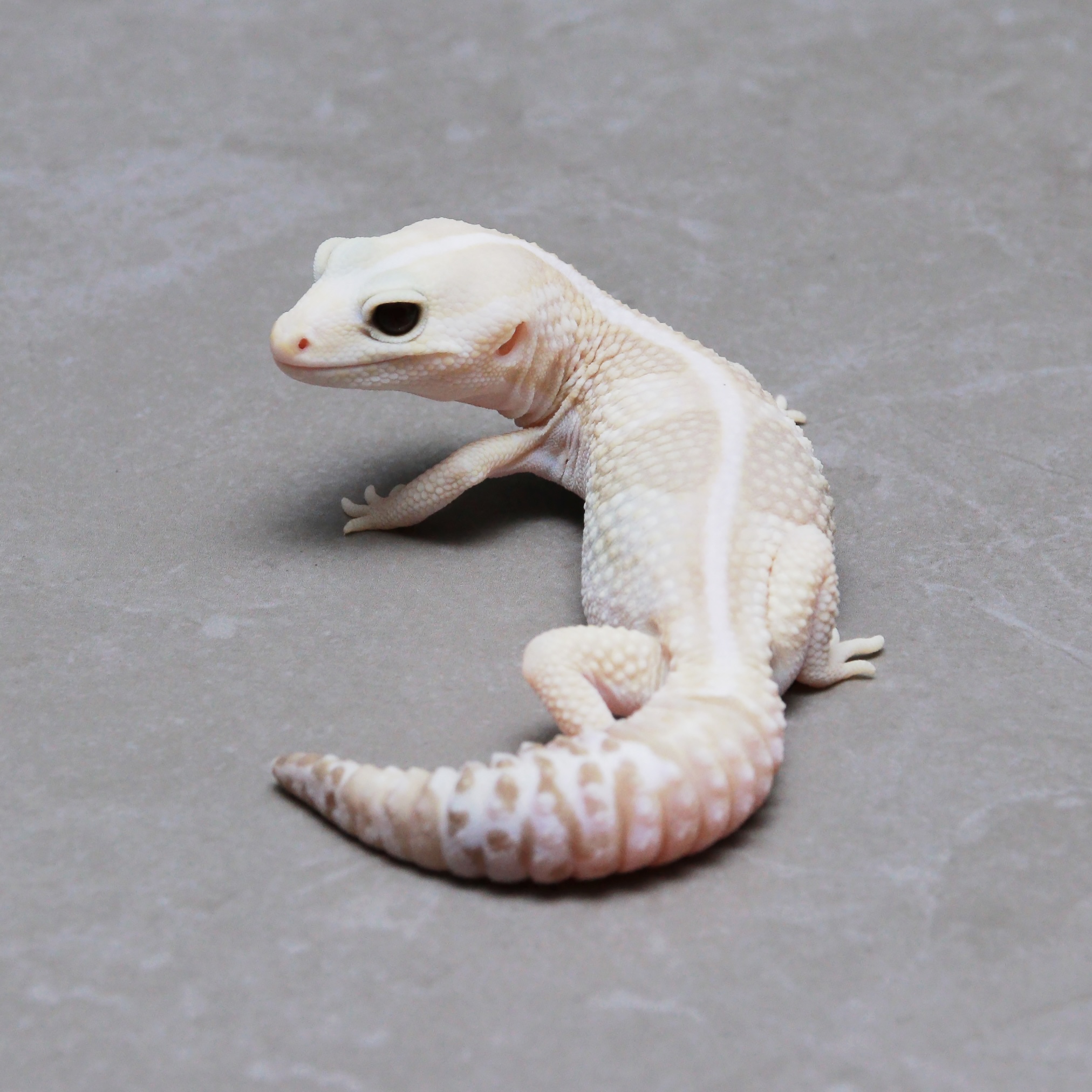 [CT899] Whiteout Amelanistic Oreo (Het Ghost Patternless 66% Caramel ...