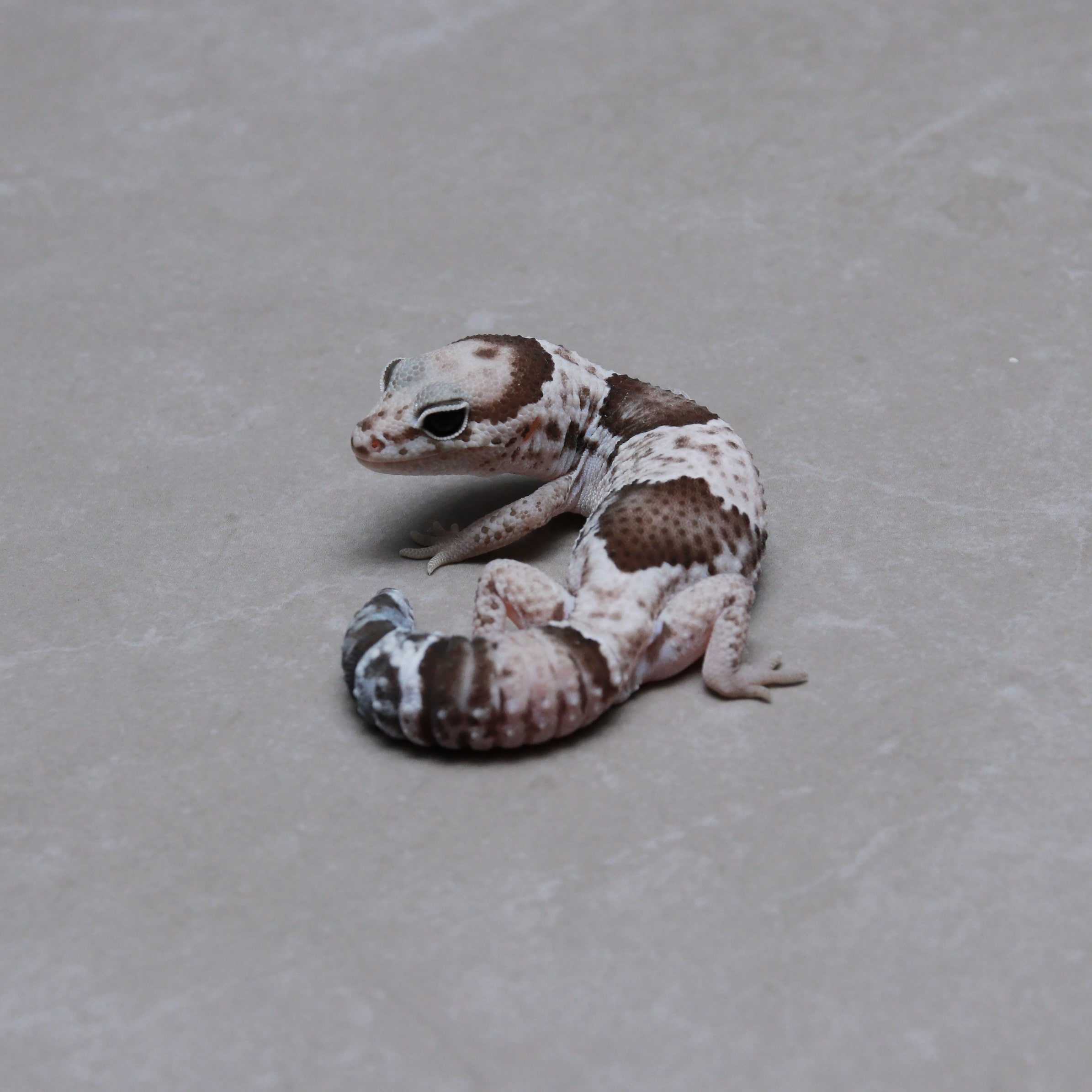 P1077] Oreo (Het LAKBINO) - USSI_OSAKA