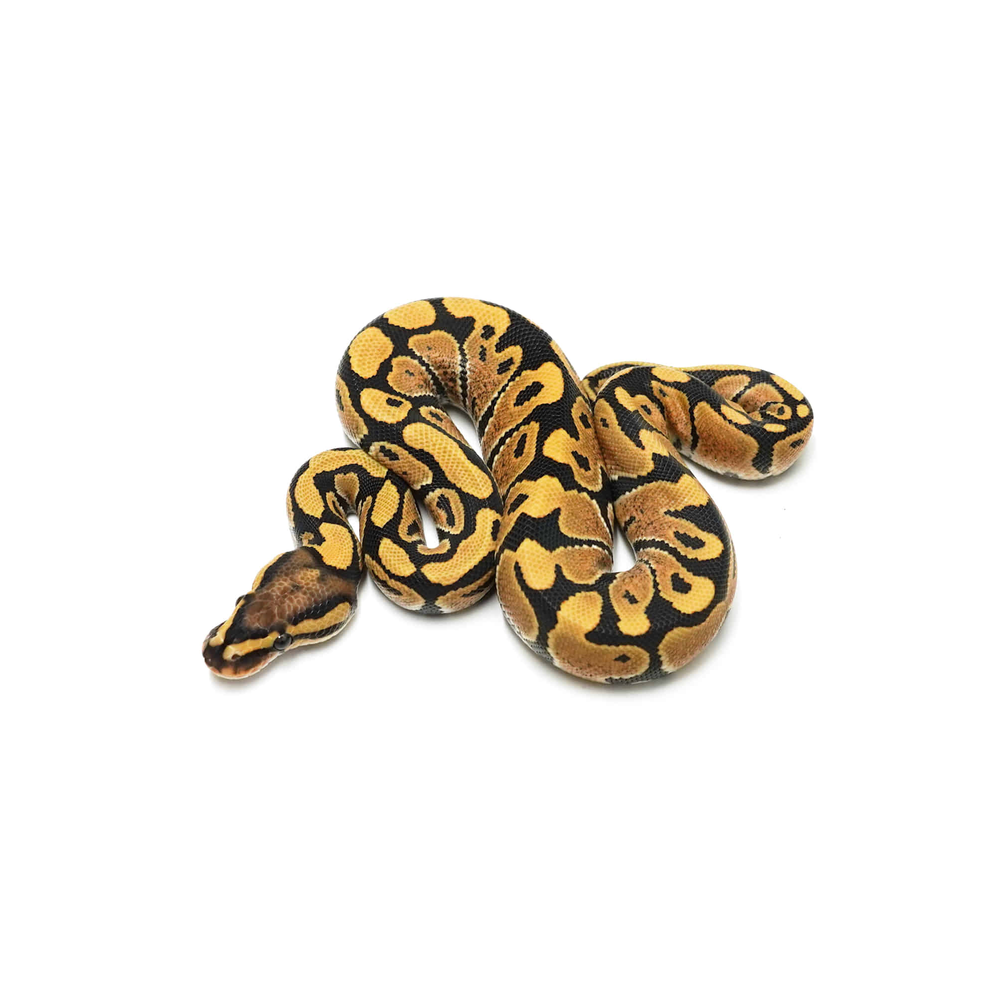 253万 ブリオーニ【超VIP】サンビームヘビ パイソン□レザー W-Zip 