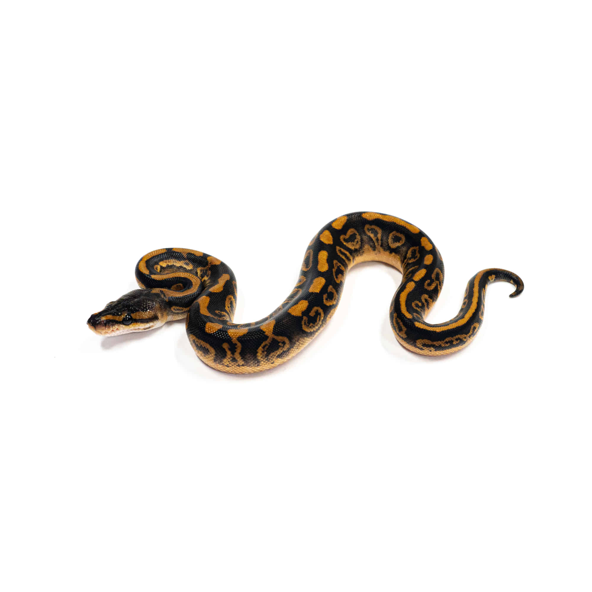 Amazon | Ball Pythons: A Complete Guide to Python Regius