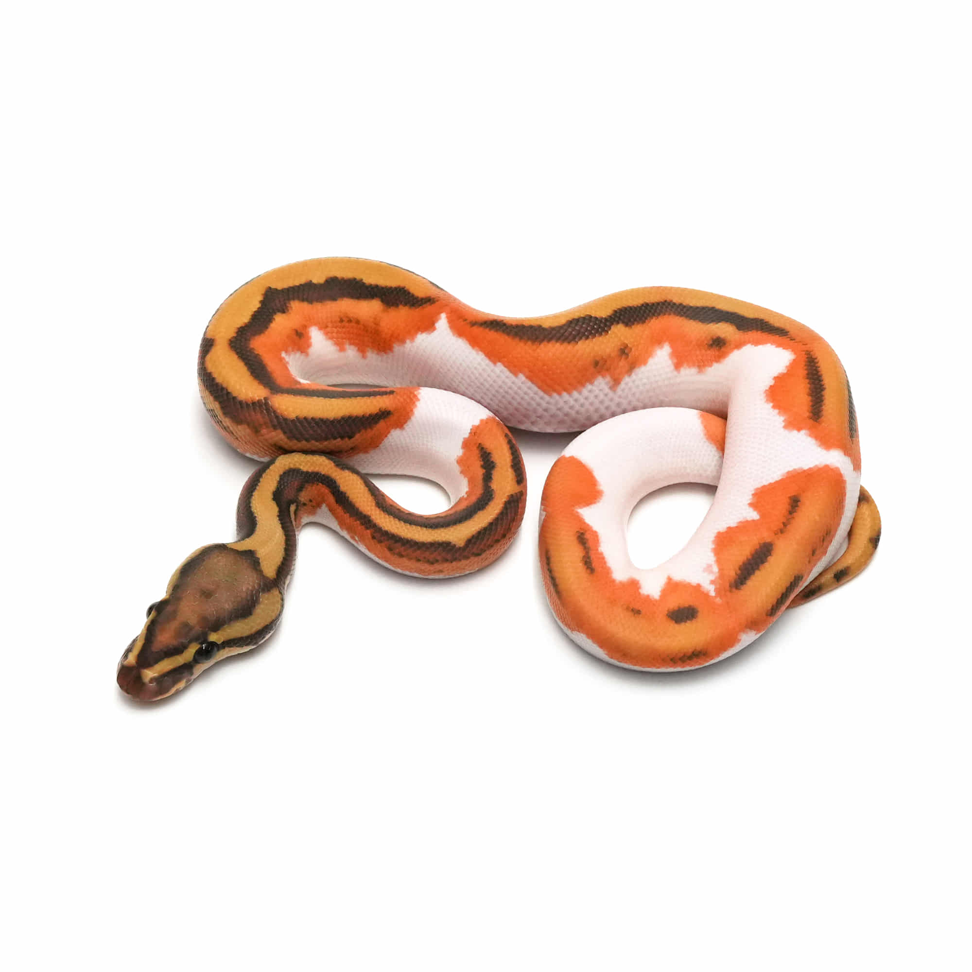 パーフェクトボールパイソン パーフェクトボールパイソン PERFECT BALL PYTHON 爬虫類 本
