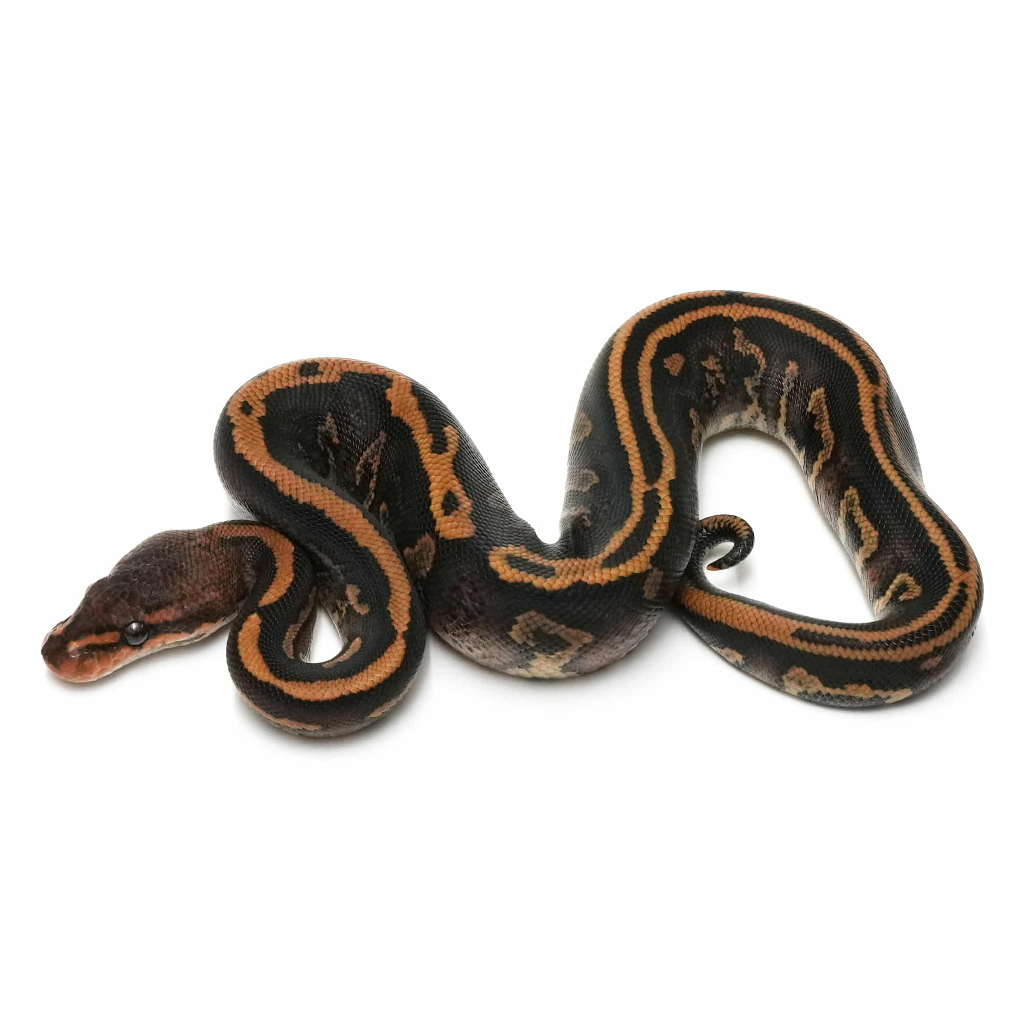 ぴょんページ Amazon | TranzX JD-YSI18 31.6X413mm 平行四辺形サスペンション