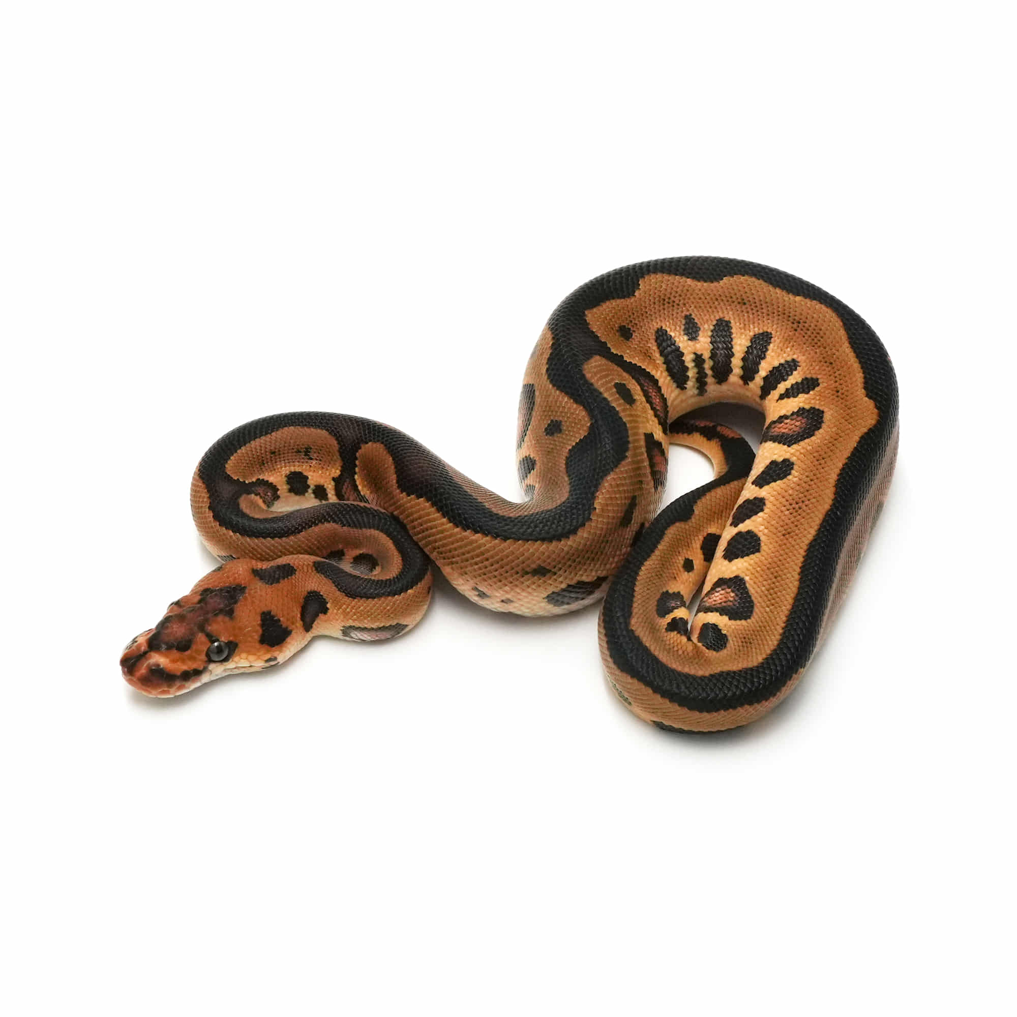 取り寄せリスト - ボールパイソン - USSI_OSAKA