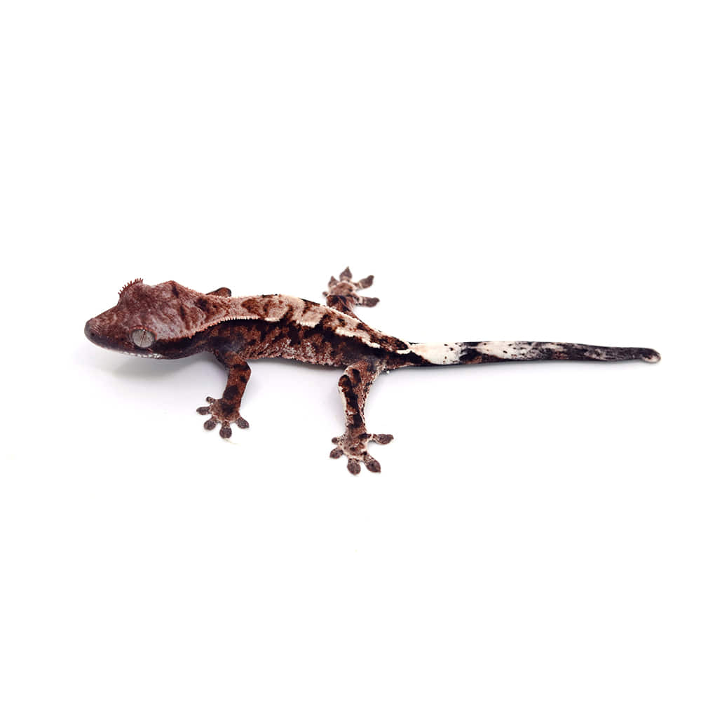 カプチーノ★ 取り寄せリスト - カプチーノ系 - USSI_OSAKA