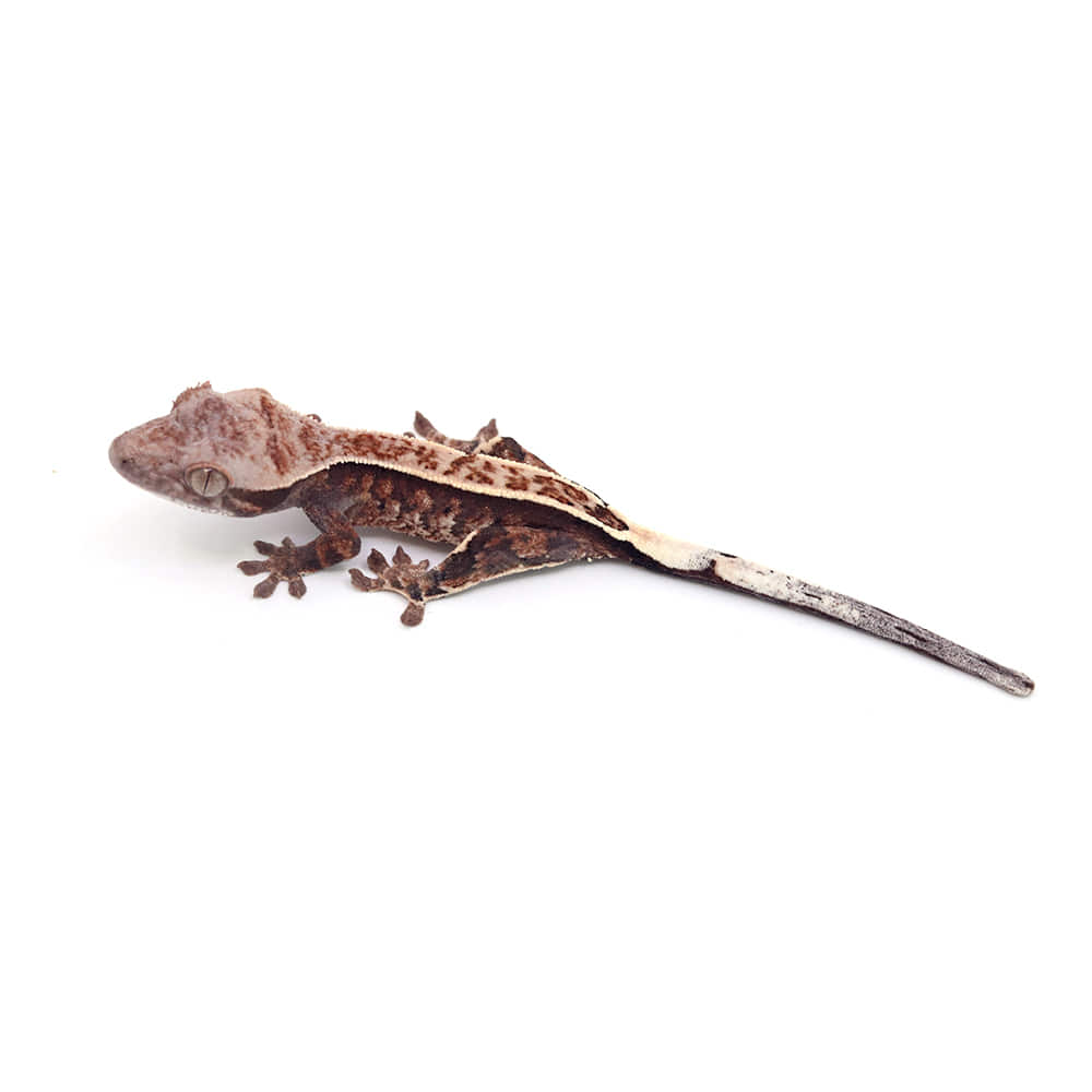 鼻からカプチーノページ 鼻からカプチーノページ 鼻からカプチーノページ 鼻からカプチーノ