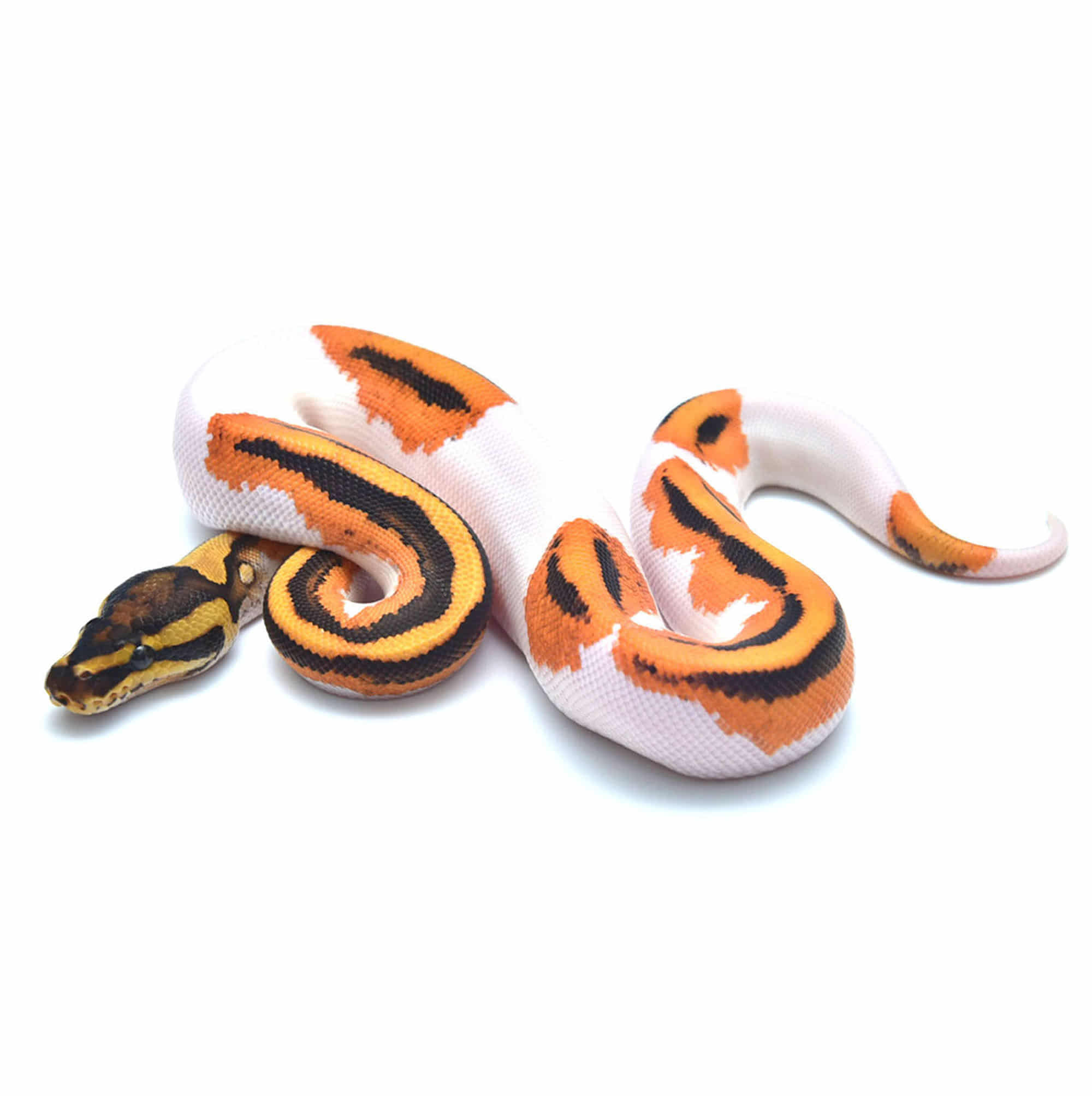 chichhi mon ホーコス5050×6枚 CHARECPOPUP in ハンズ梅田 ／ 🎪 3月1日(土)～3月31日（月