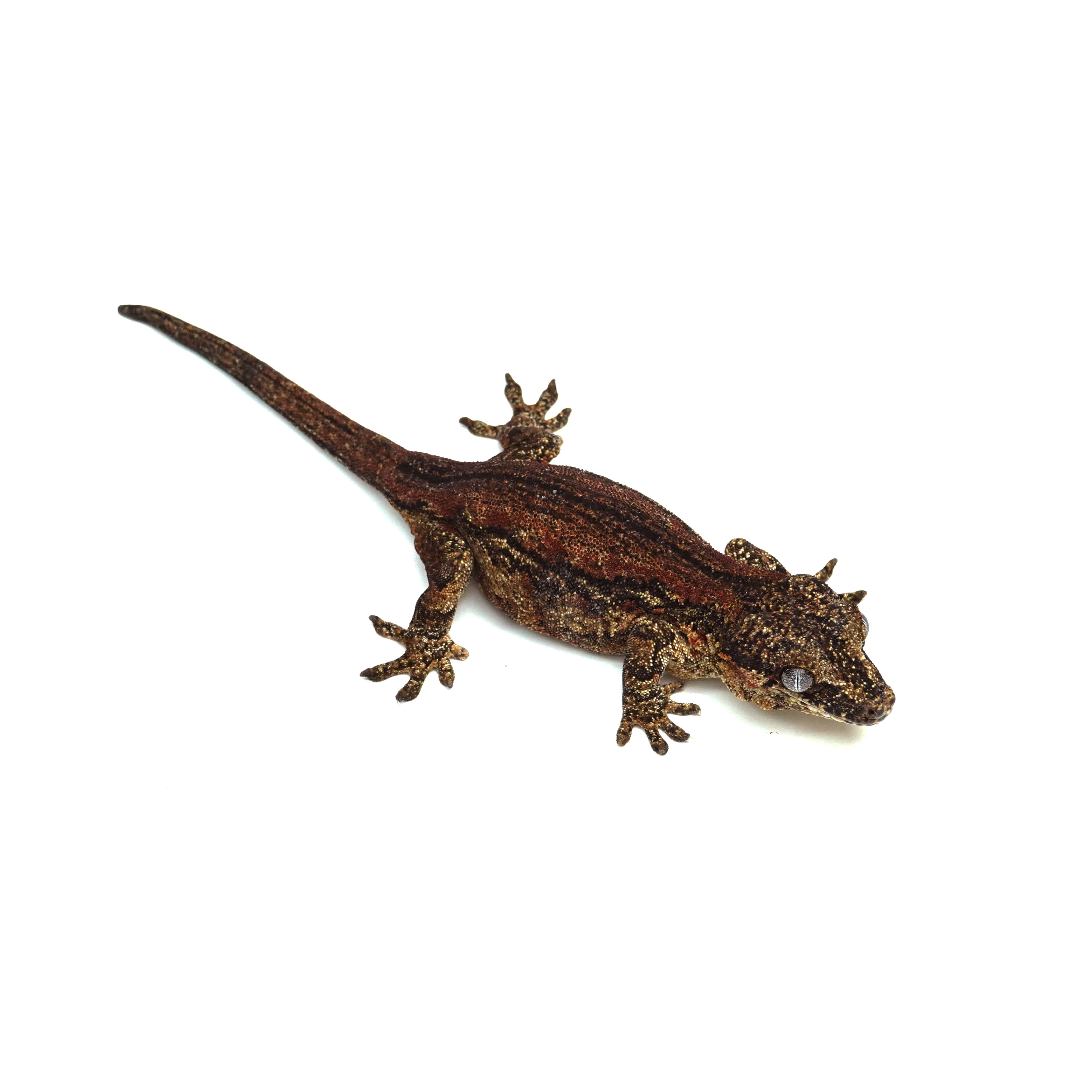 ゲッコー様限定 image.webp