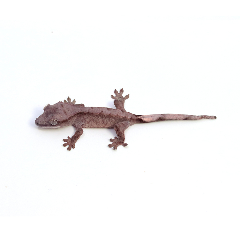 ★クマタマ★USA産チモシー2ndプレミアムWR  28kg アイシア MiawMiaw グレービー ビーフ味 70g（4571104717492