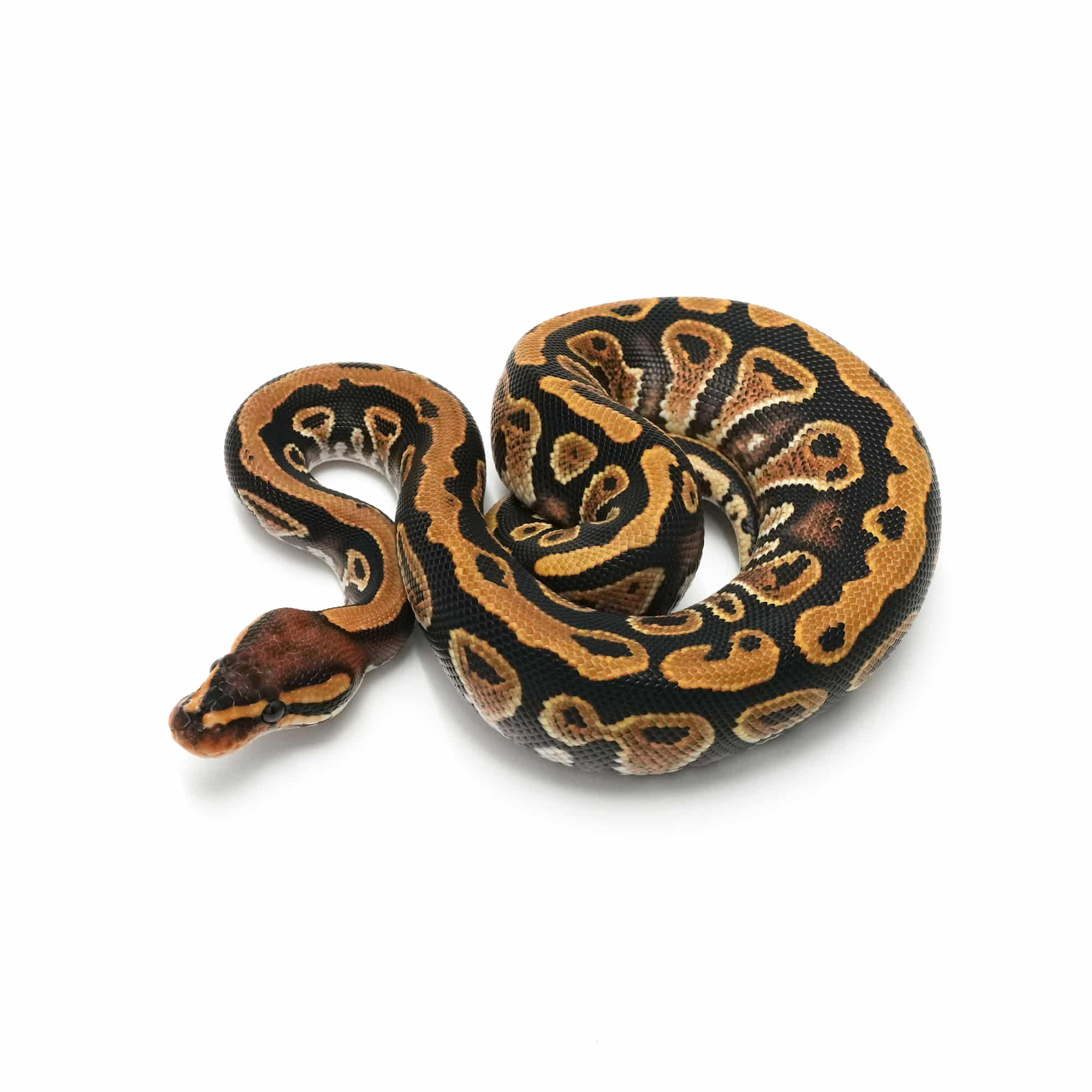 洋書　Designer-Morphs ボールパイソンとボアコンストリクター Designer-Morphs ボールパイソン & ボアコンストリクター 洋書