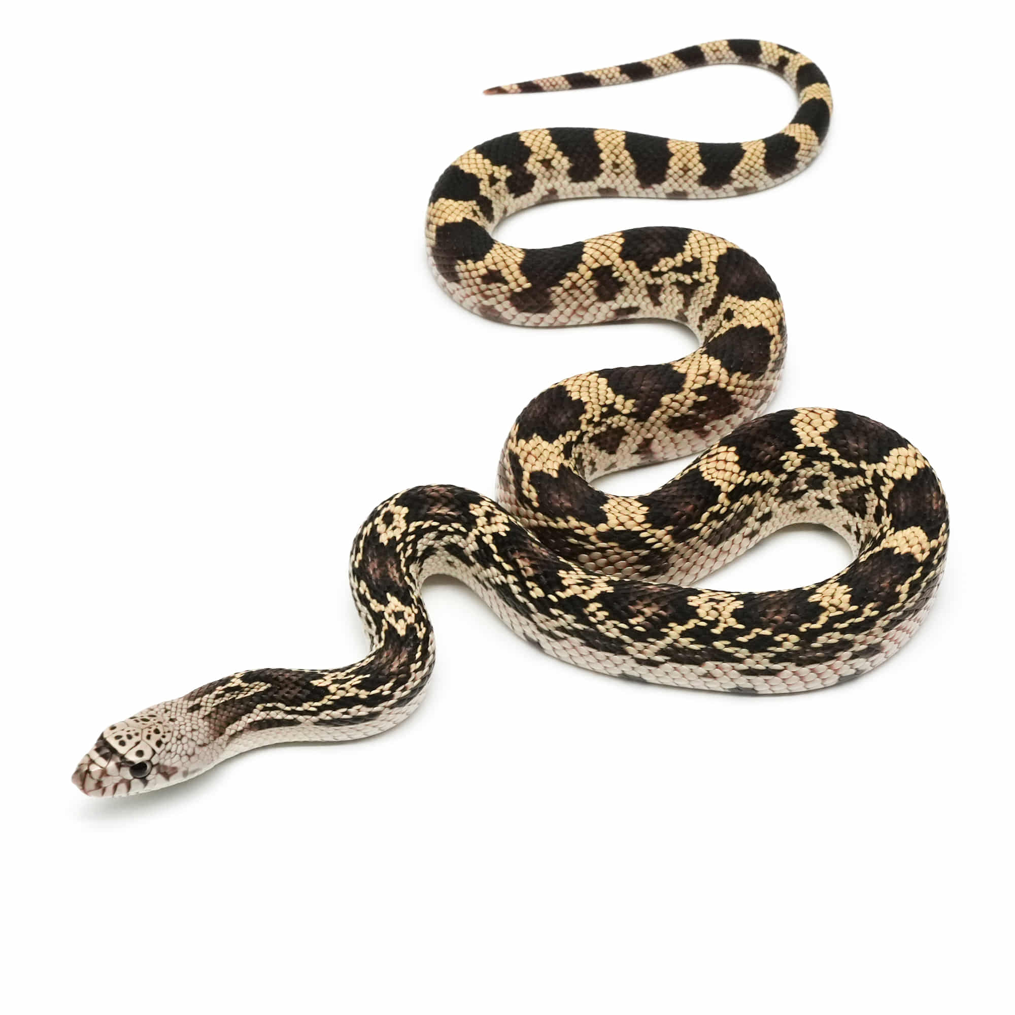 取り寄せリスト - その他爬虫類 - USSI_OSAKA