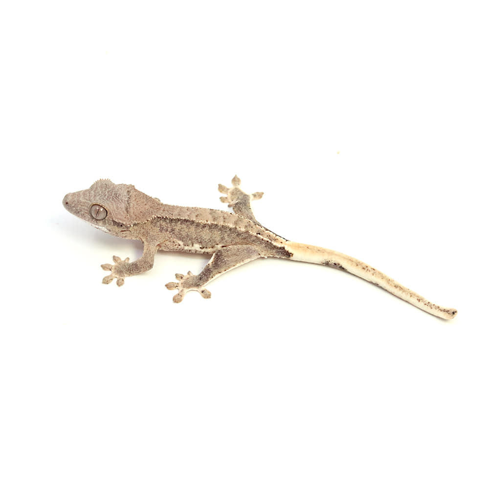 ぽぽ様　オーダーメイド　クレスシェルター　No.17 ぽぽ様 オーダーメイド クレスシェルター No.17