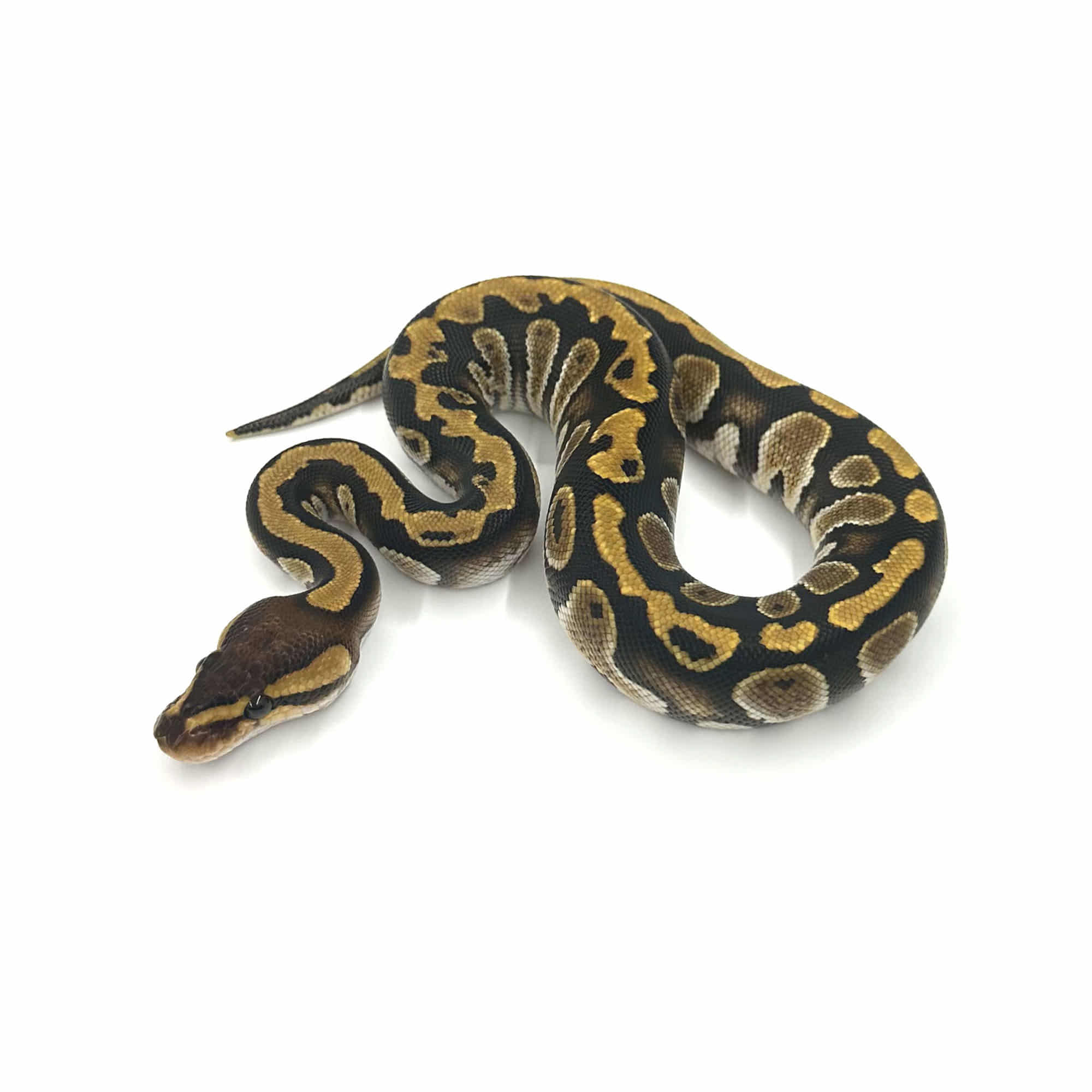 ヨッシーバルボア⭐ 取り寄せリスト - FABULOUS - USSI_OSAKA