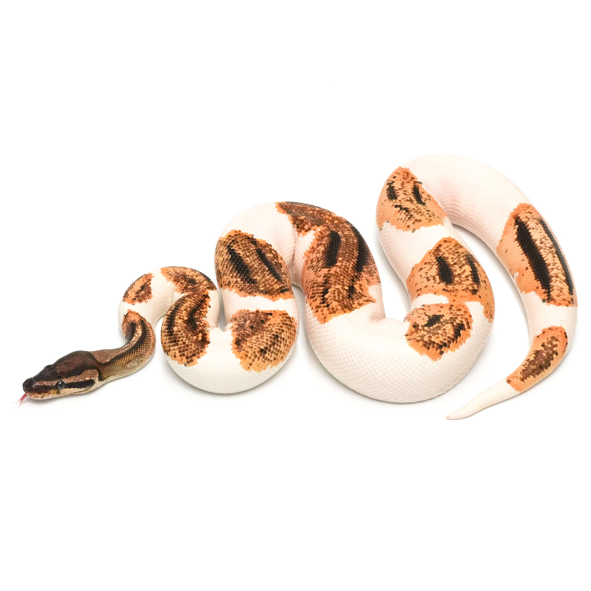 ヨッシーバルボア⭐ 取り寄せリスト - FABULOUS - USSI_OSAKA