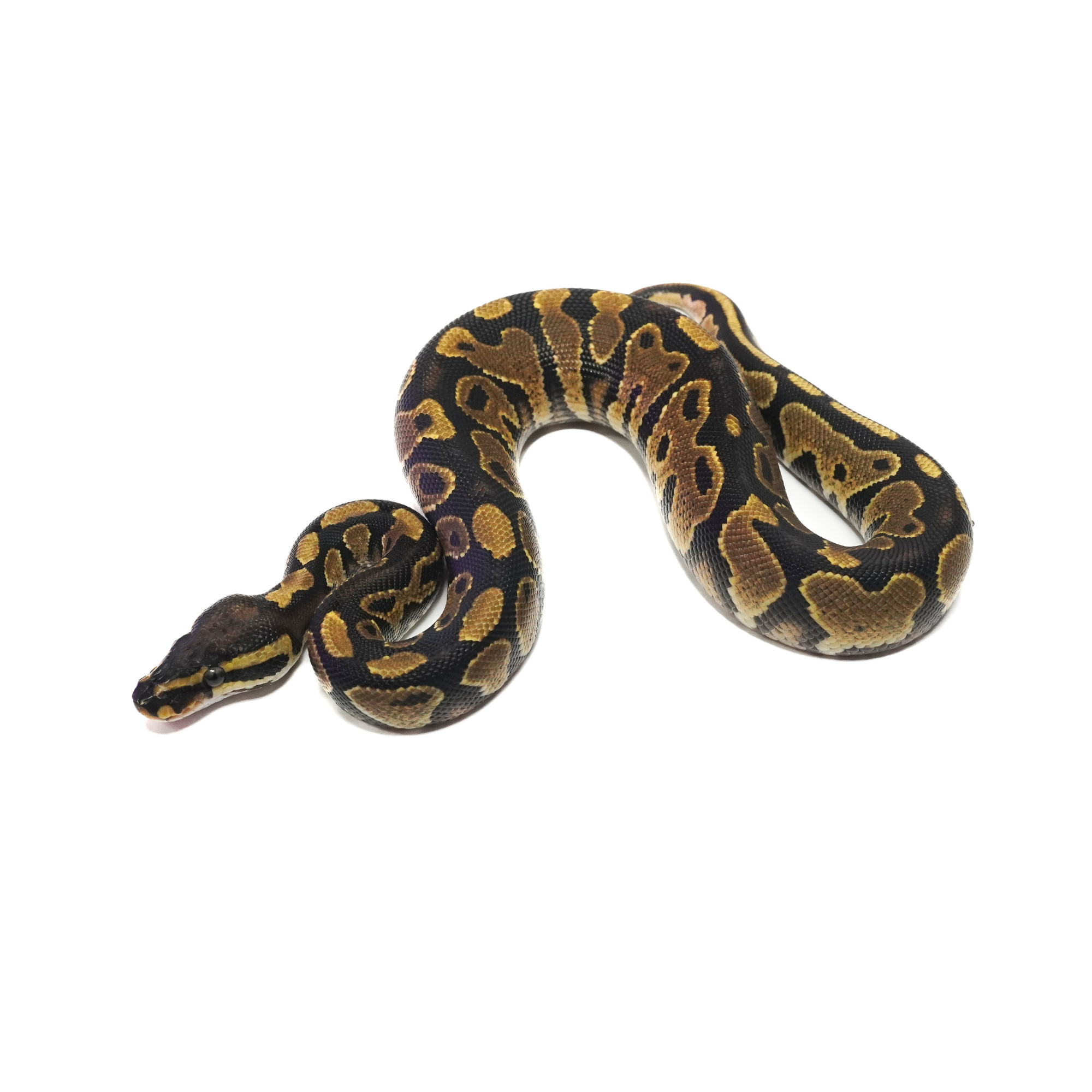 取り寄せリスト - FABULOUS - USSI_OSAKA