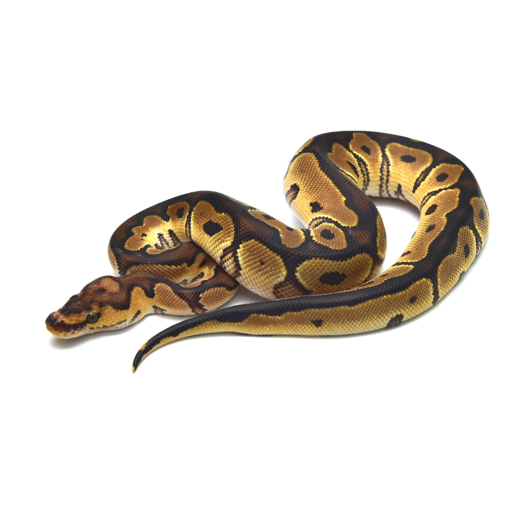 取り寄せリスト - FABULOUS - USSI_OSAKA